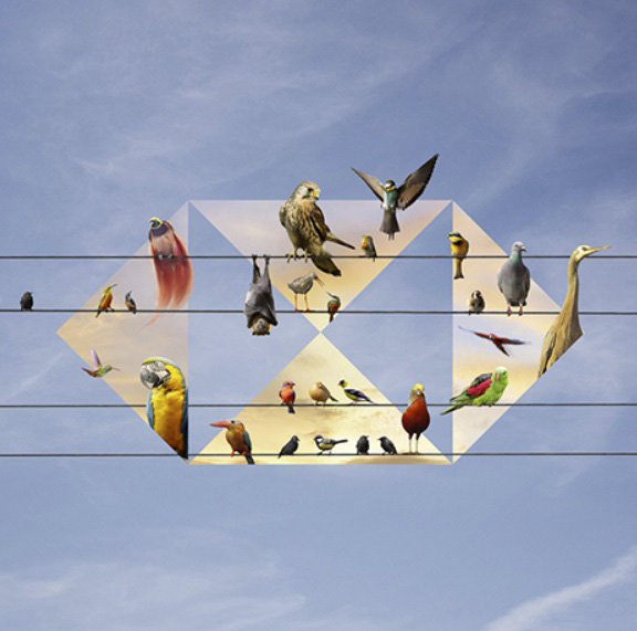 Birds forming the hsbc logo - business insights 